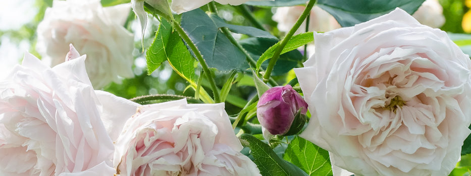 Comtesse de Rocquigny