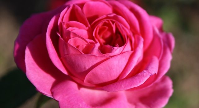 Mme. Letuvee de Colnet