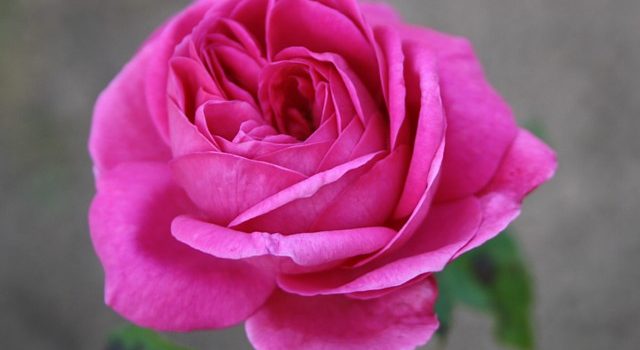 Mme. Letuvee de Colnet