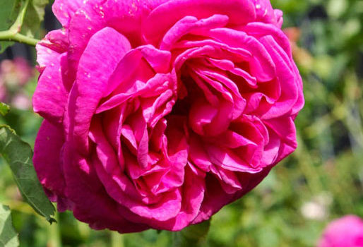 Mme. Letuvee de Colnet