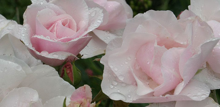 Souvenir de St. Anne's