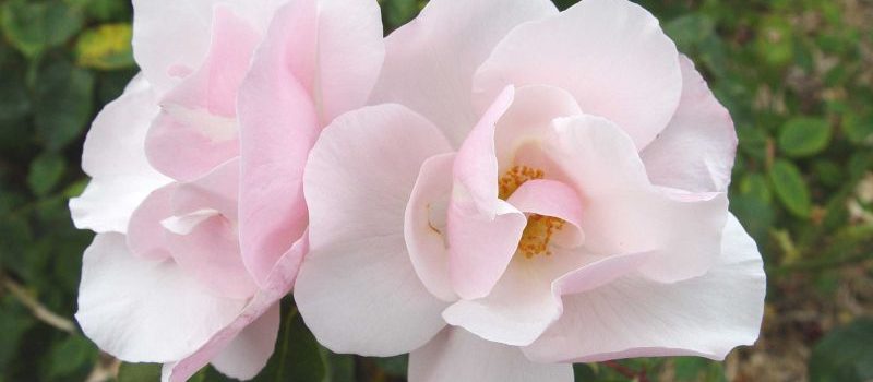 Souvenir de St. Anne's