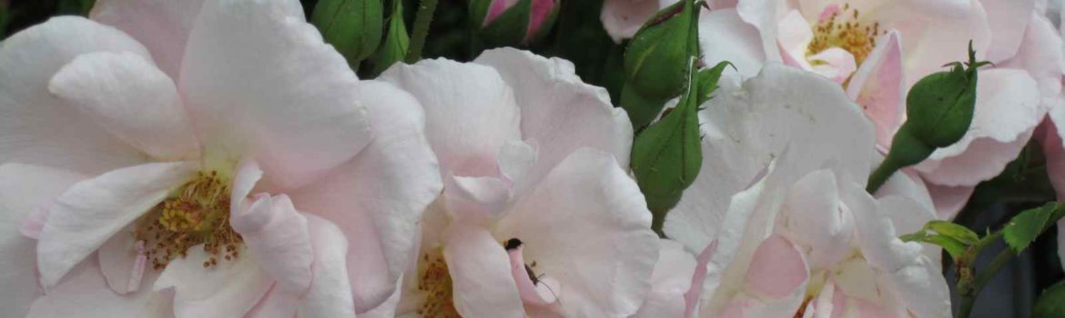 Souvenir de St. Anne's