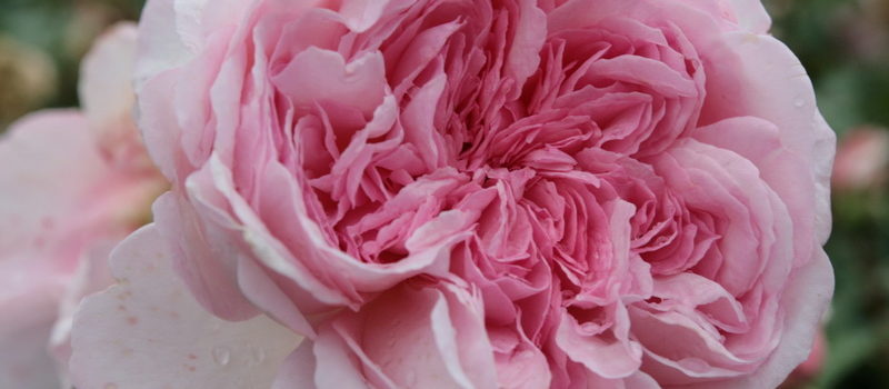 Alexandra - Princesse de Luxembourg