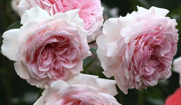 Alexandra - Princesse de Luxembourg