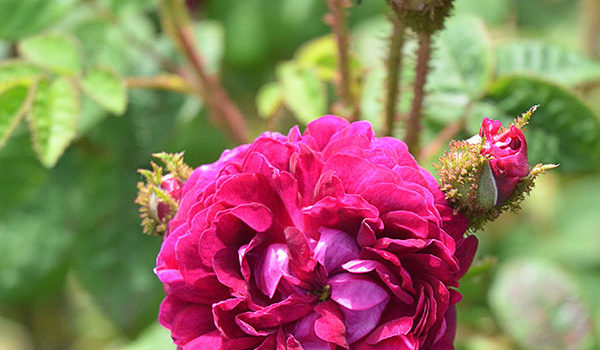 Capitaine John Ingram