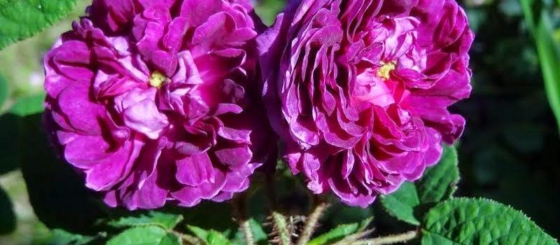 Capitaine John Ingram