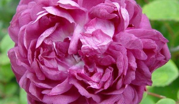 Capitaine John Ingram