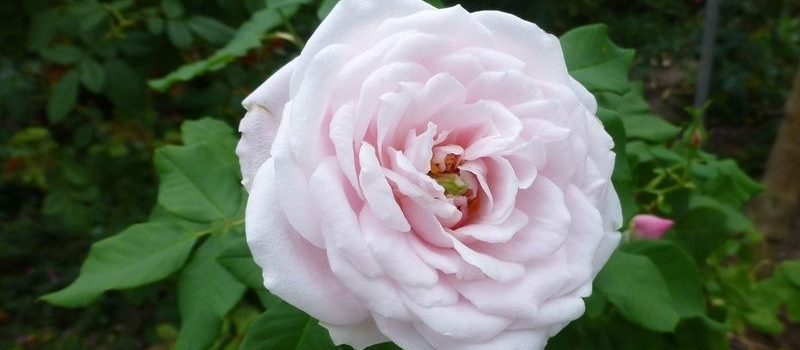 Coquette des Blanches