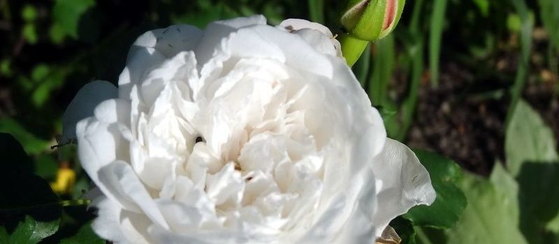 Coquette des Blanches