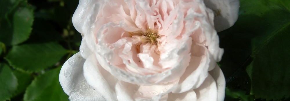 Coquette des Blanches