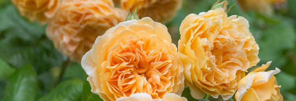 Crown Princess Margareta