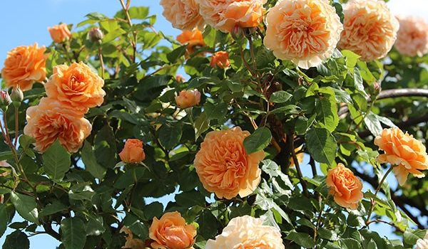 Crown Princess Margareta