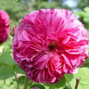 Duc de Cambridge