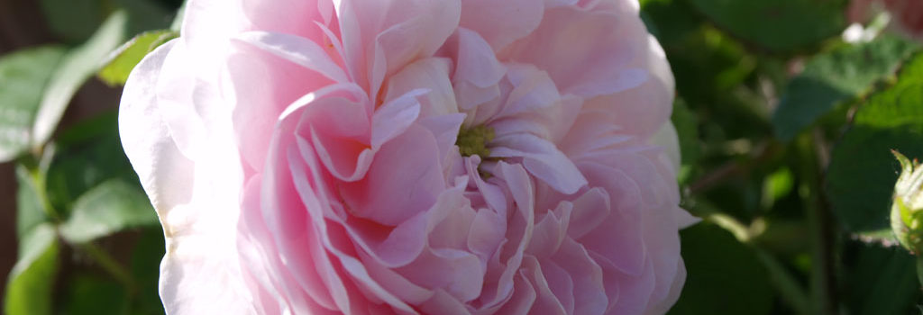 Duchesse de Montebello