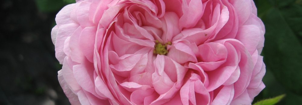 Duchesse de Montebello