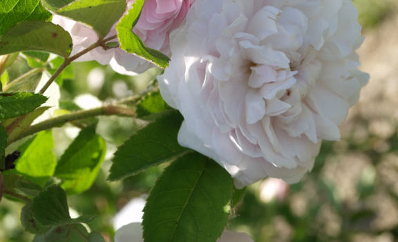 Duchesse de Montebello