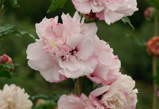 French Cabaret Pastel Mindorf