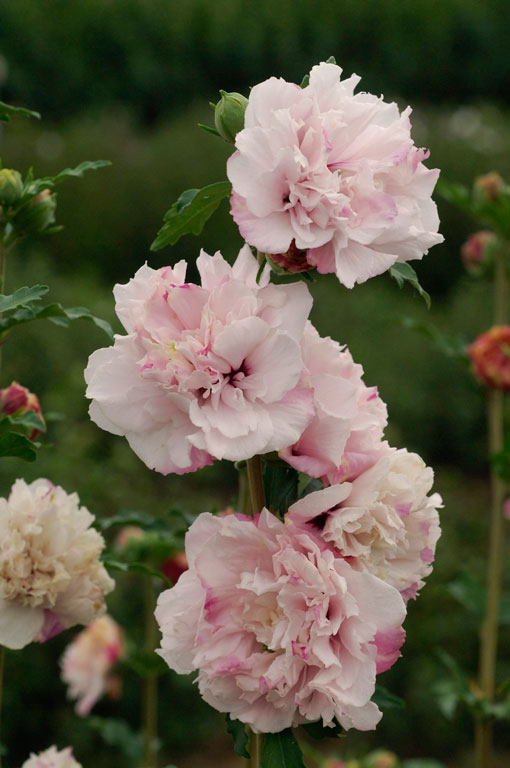 French Cabaret Pastel Mindorf