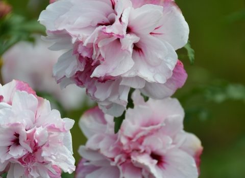 French Cabaret Pastel Mindorf