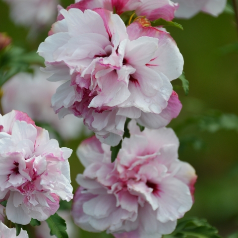 French Cabaret Pastel Mindorf