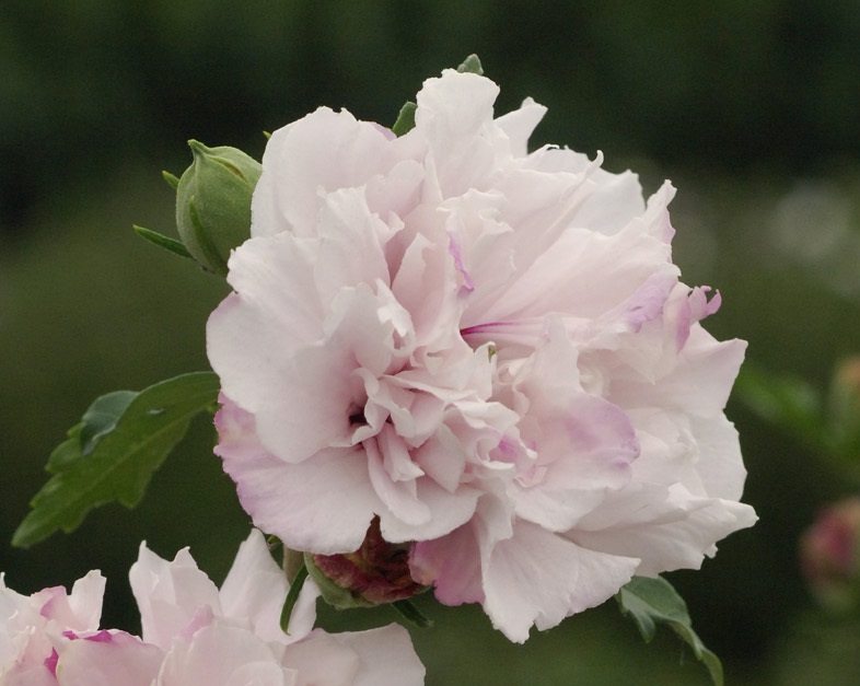 French Cabaret Pastel Mindorf