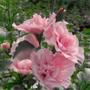 Pink Chiffon