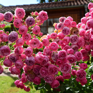 Pomponella