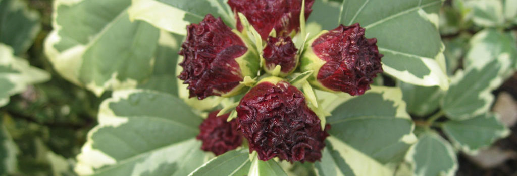 Purpureus Variegatus