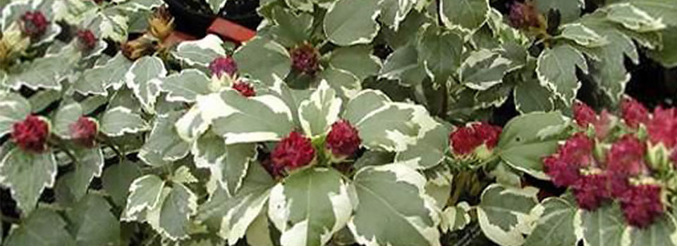 Purpureus Variegatus