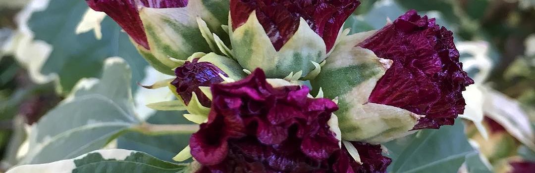 Purpureus Variegatus