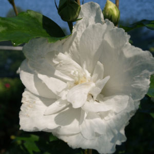 White Chiffon