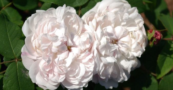 White Jacques Cartier