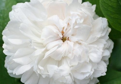 White Jacques Cartier