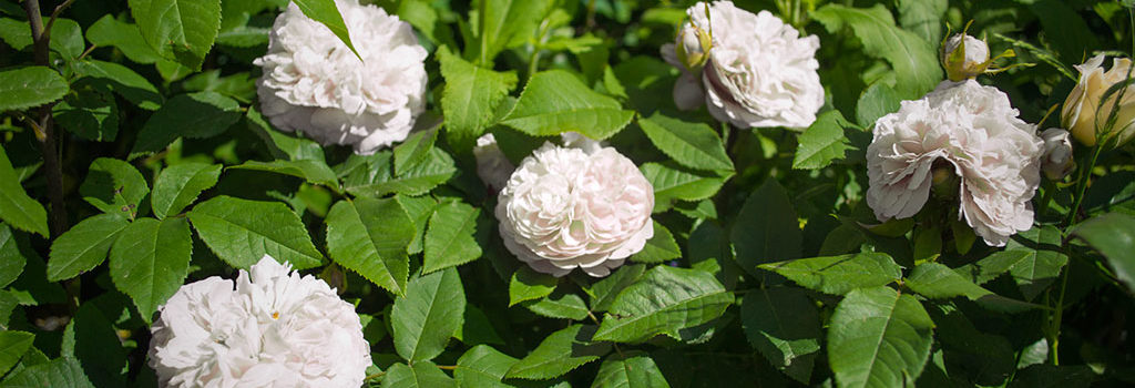 White Jacques Cartier