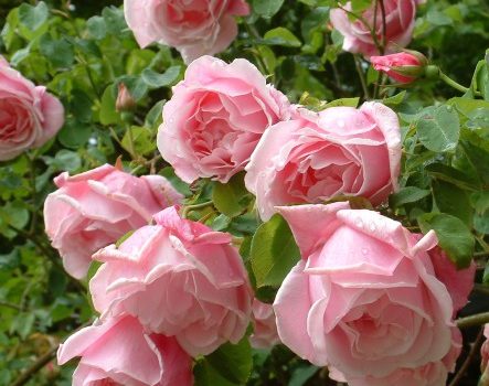 Mme Gregoire Staechelin