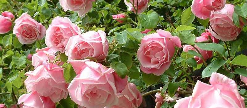 Mme Gregoire Staechelin