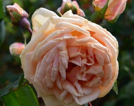 Mme Jules Gravereaux