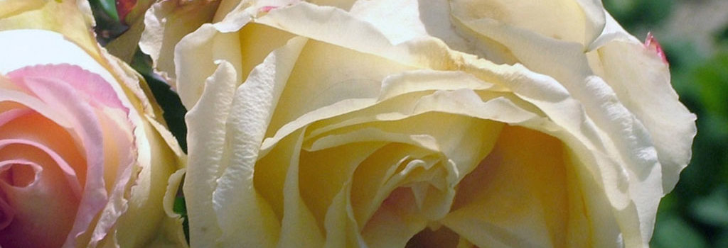 Mme Jules Gravereaux