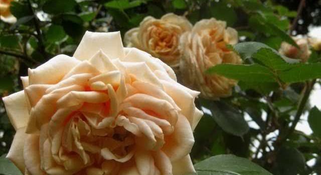 Mme Jules Gravereaux