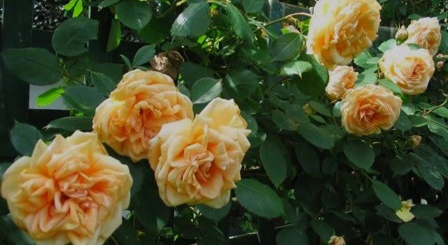 Mme Jules Gravereaux