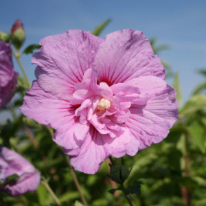 Lavender Schiffon