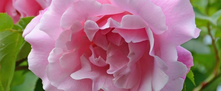 Mme Gregoire Staechelin