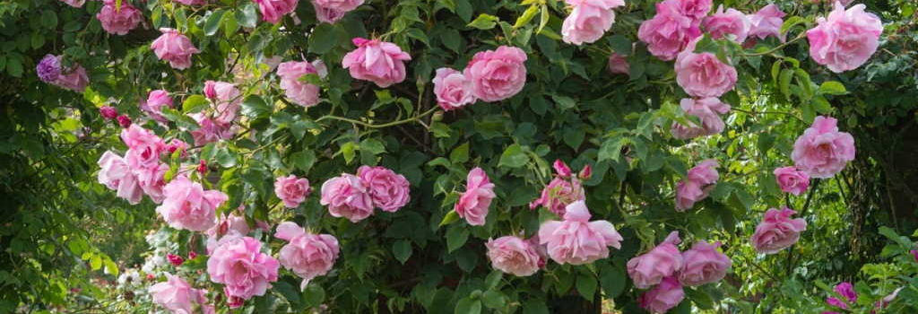 Mme Gregoire Staechelin