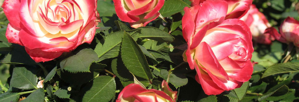 Jubile du Prince du Monaco