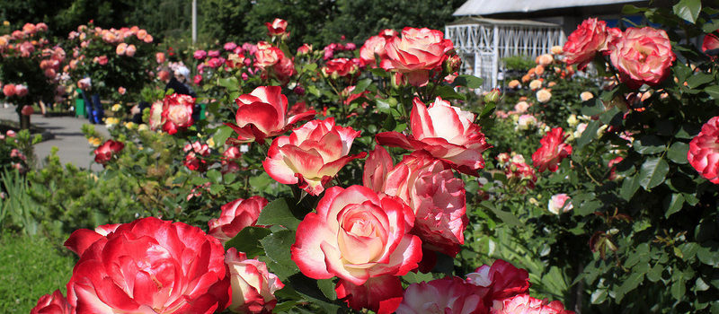 Jubile du Prince du Monaco