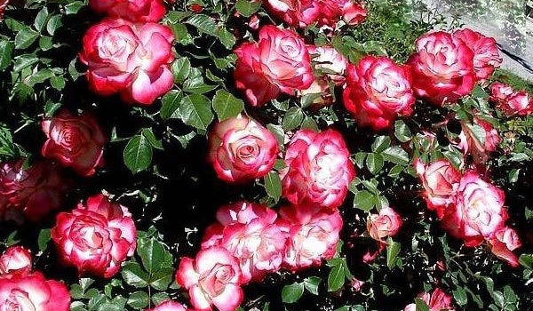 Jubile du Prince du Monaco