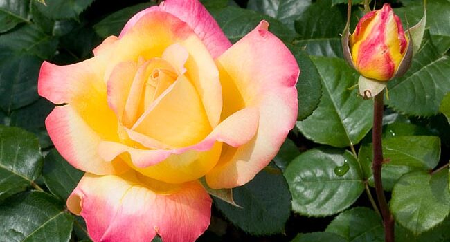 Pullman Orient Express