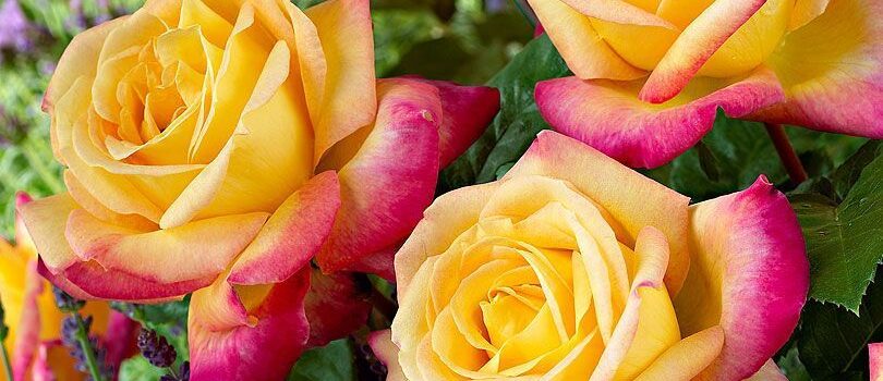 Pullman Orient Express