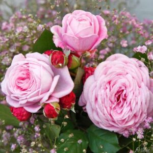 Rosengrafin Marie Henriette